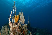 Red Sea Underwater